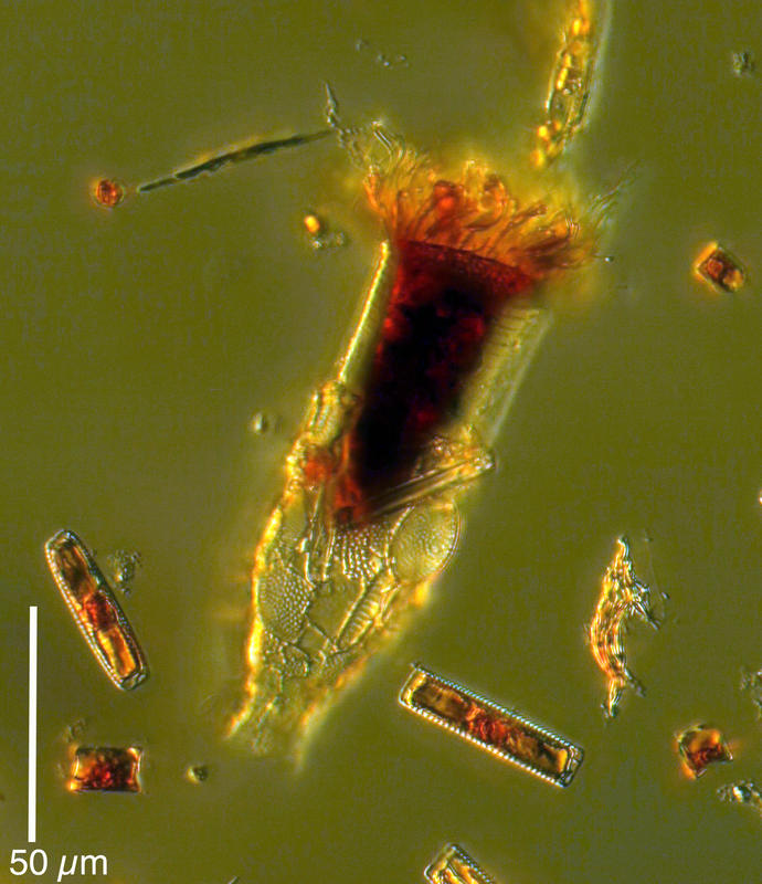 Laackmanniella naviculaefera from station 31