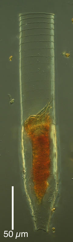 Laackmanniella prolongata from station 58