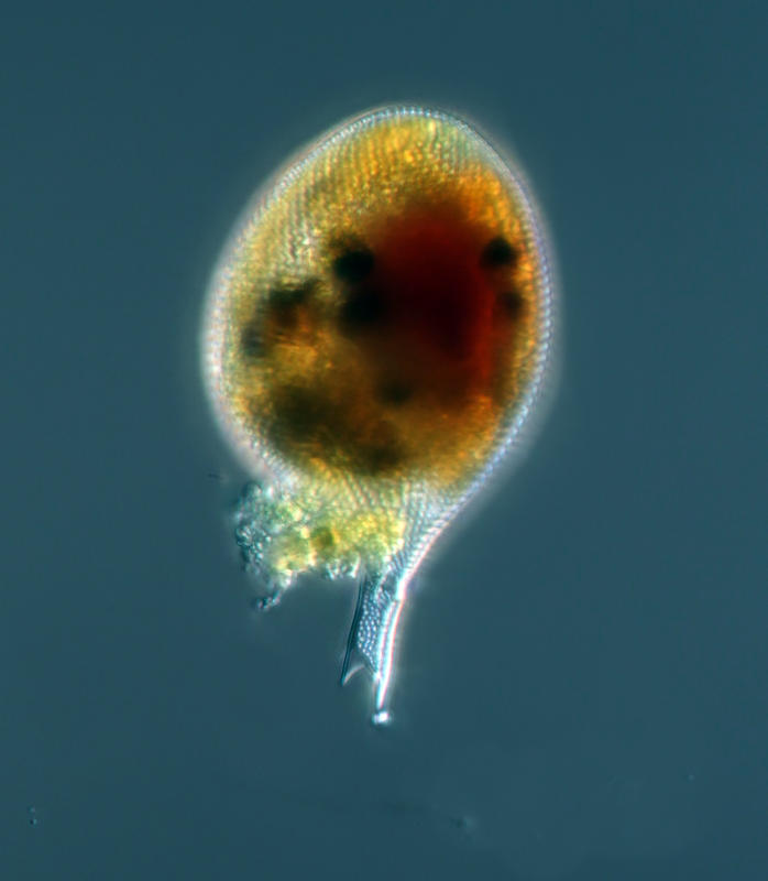 Protocystis tridens