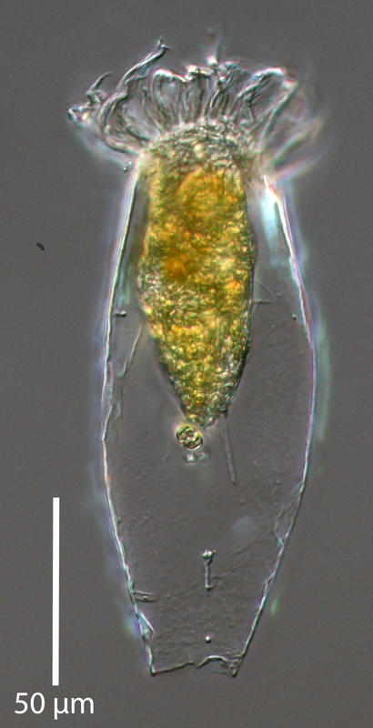 a new species of Eutintinnus