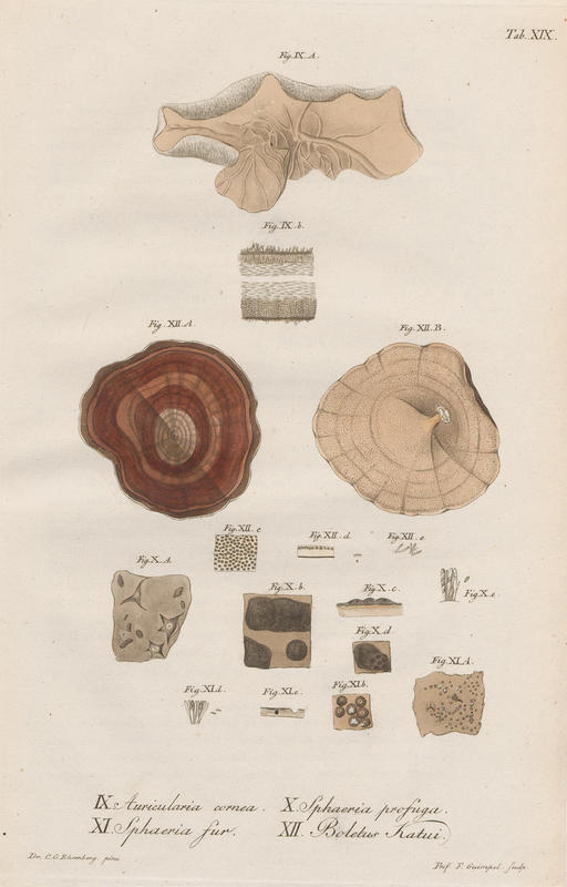 1820 Plates from Fungos Horae Physicae