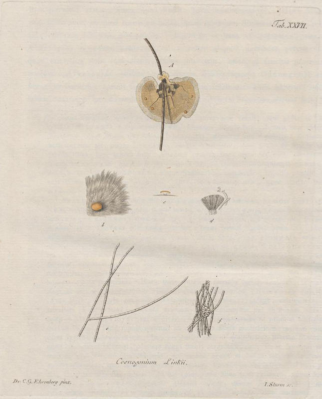1820 Plate from Horae Physicae lichen article