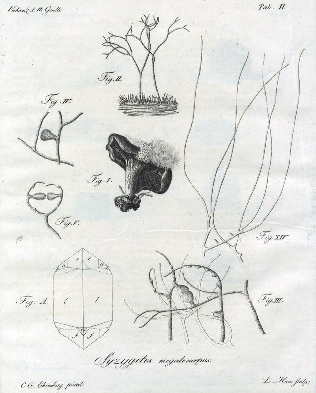 1820 Syzgites plate 1 of 2