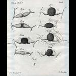 Second plate of the 1820 Syzygites article showing spore formation