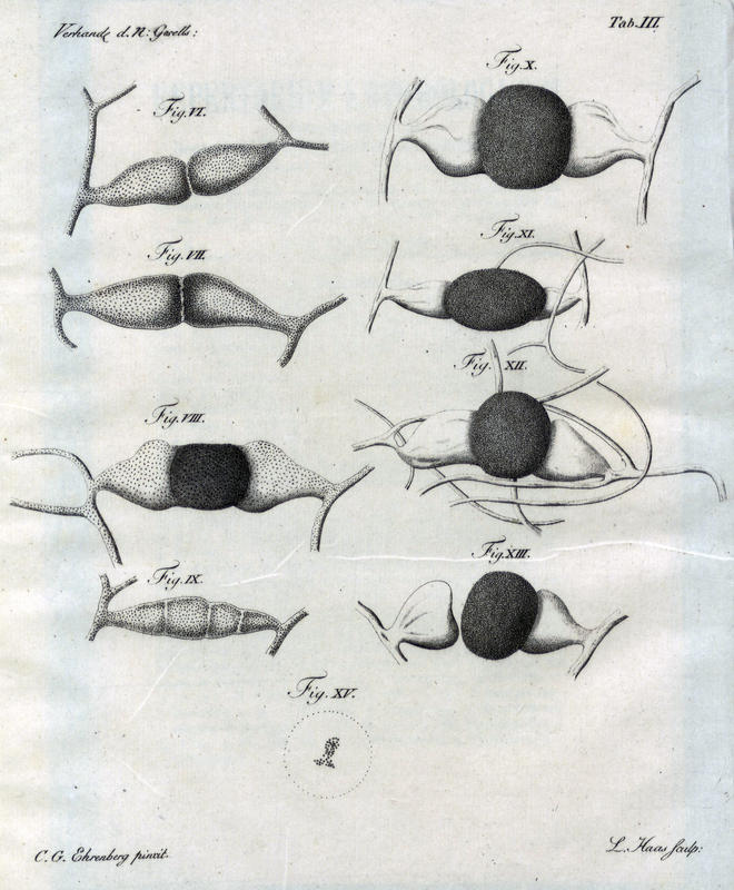 Second plate of the 1820 Syzygites article showing spore formation