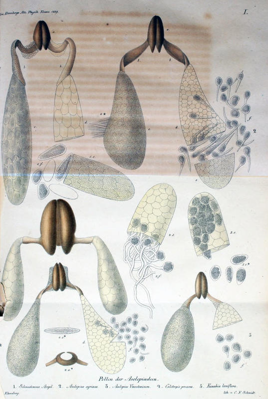 In 1832 on pollenisation in vascular plants