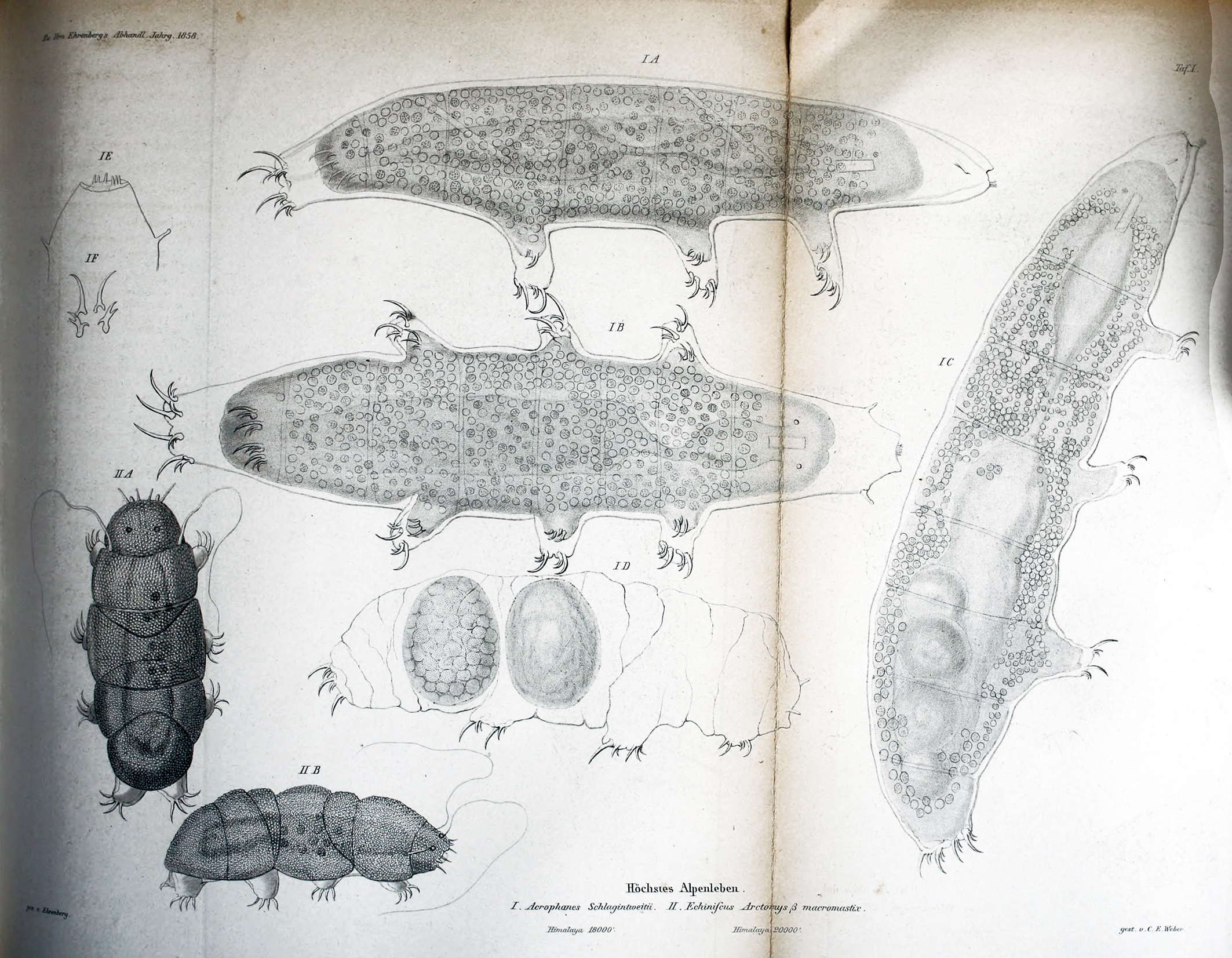 1859 life in high altitude environments