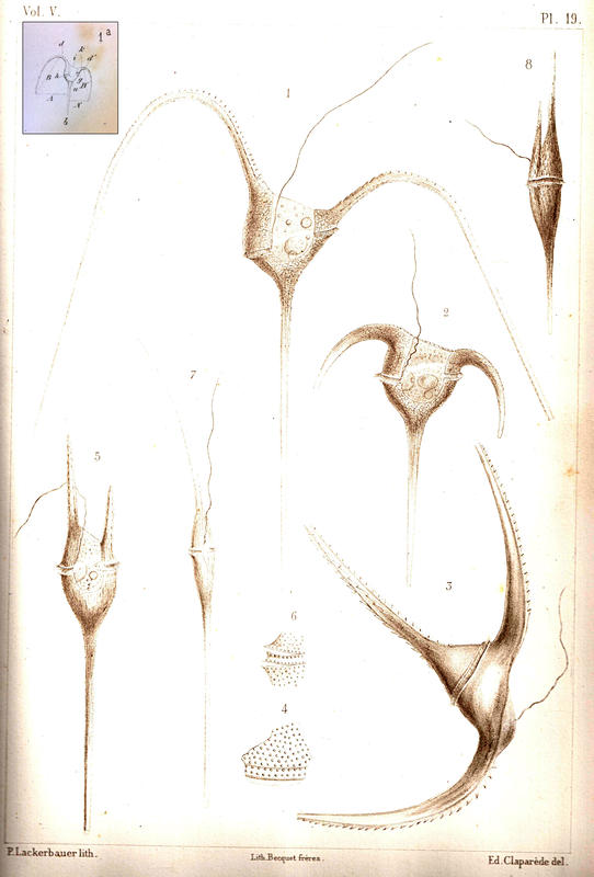 Plate 19