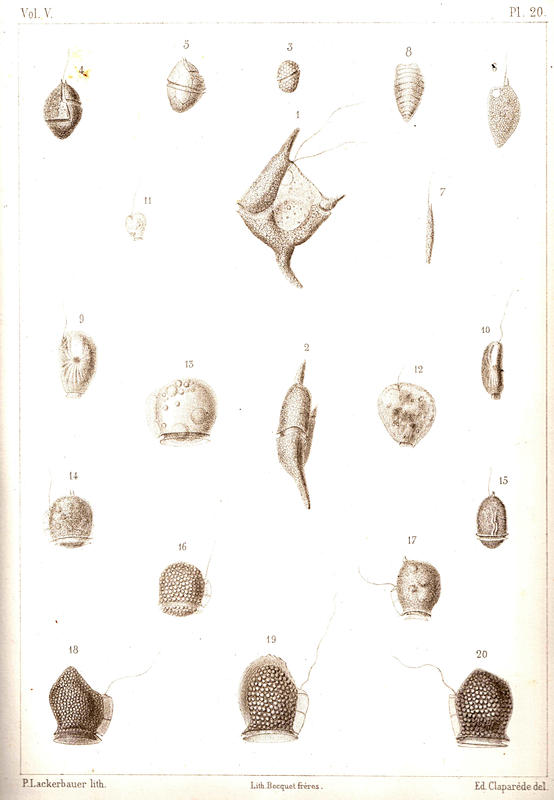 Plate 20