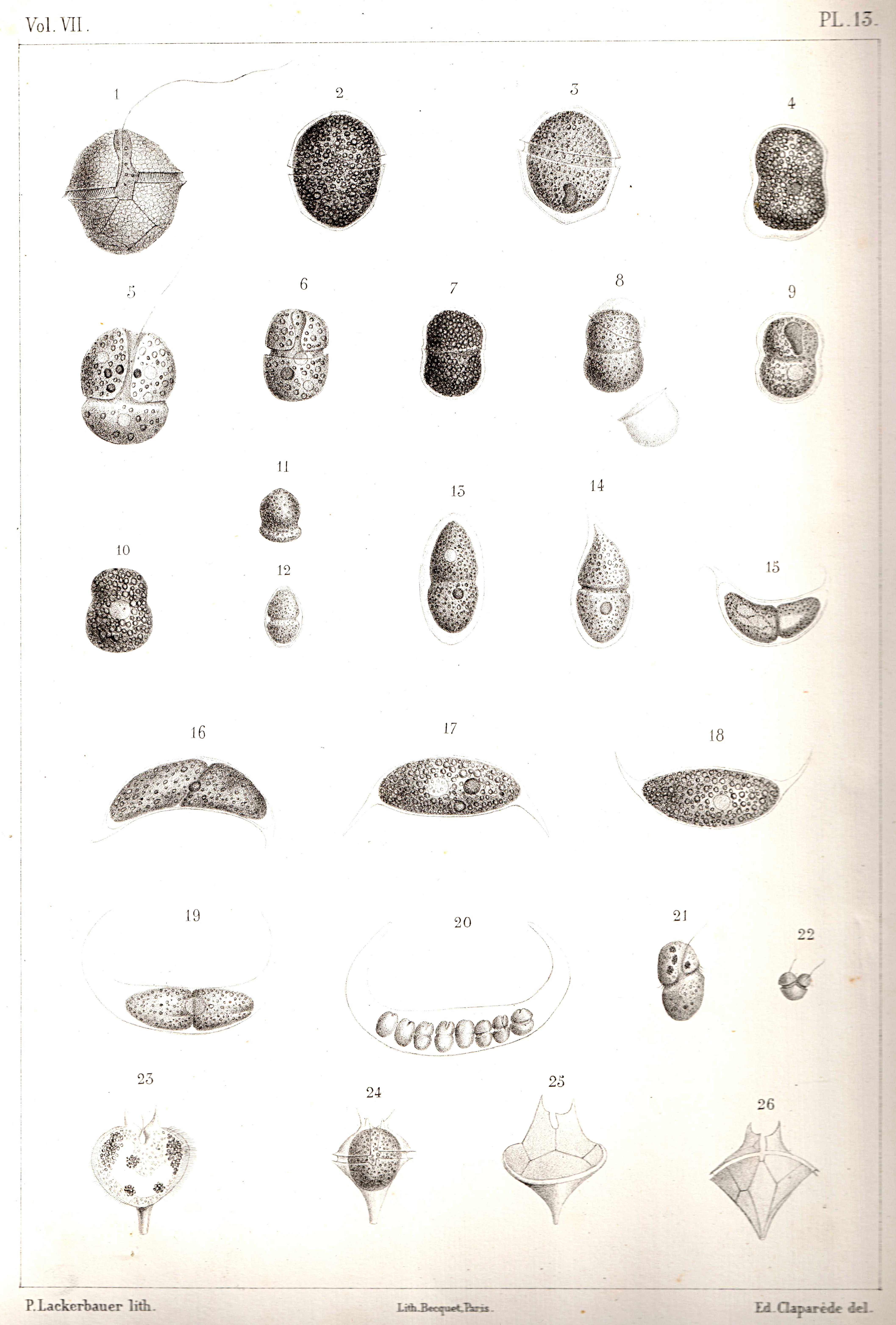 Plate 13 (part 2)