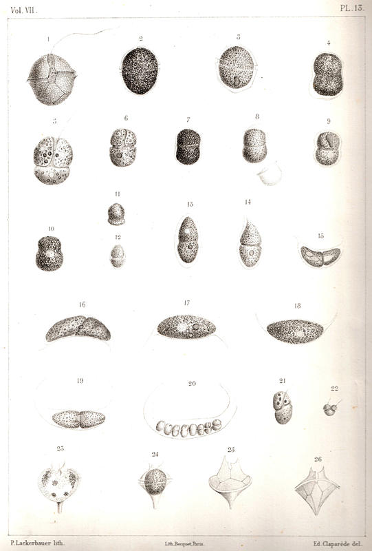 Plate 13 (part 2)