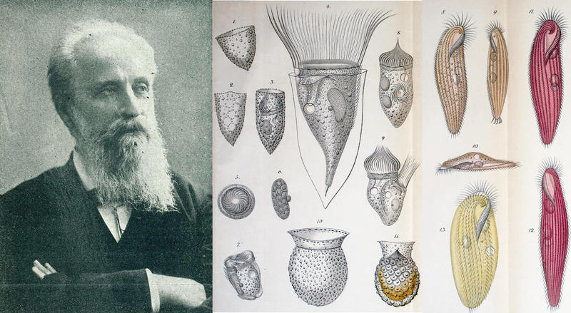 Entz and some of his ciliates found in the Bay of Naples