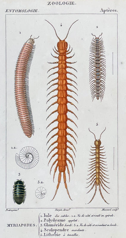 centipedes