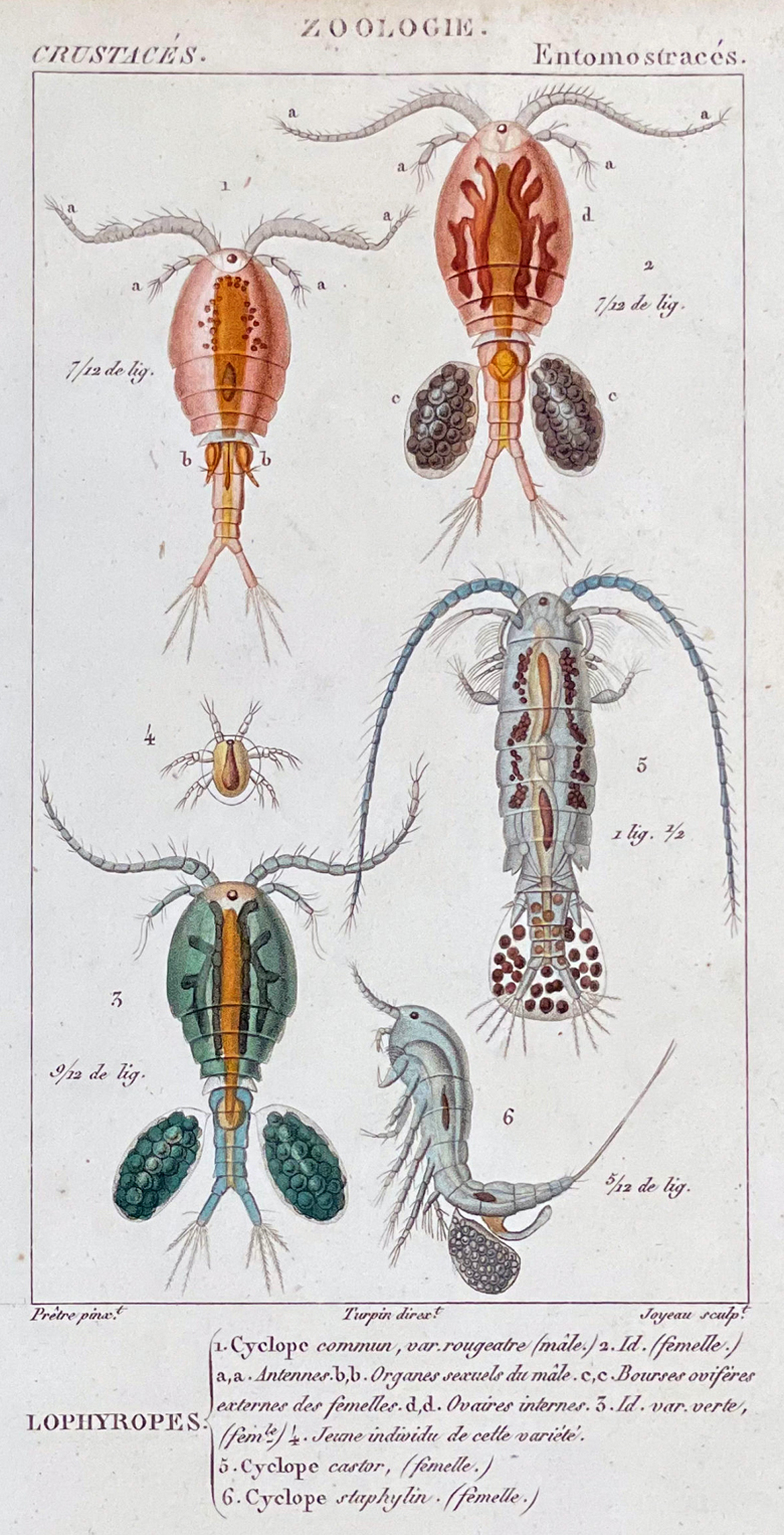 Copepods