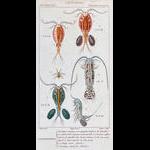 Copepods