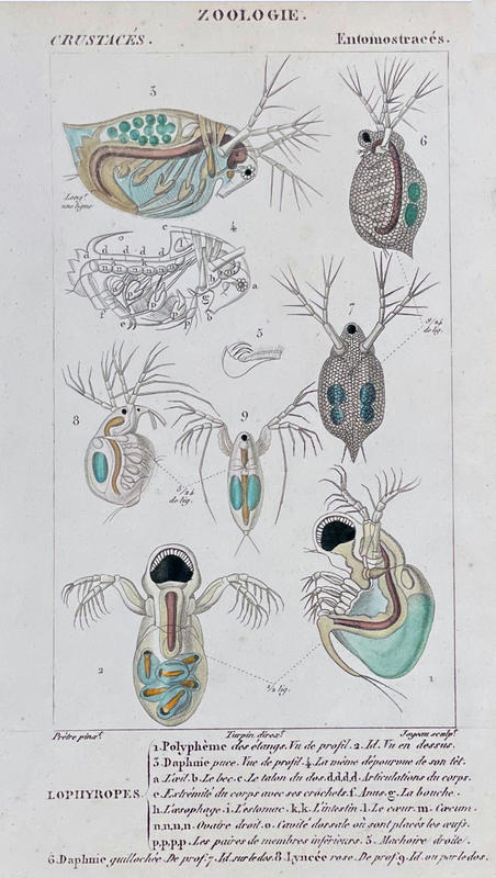 Daphnids