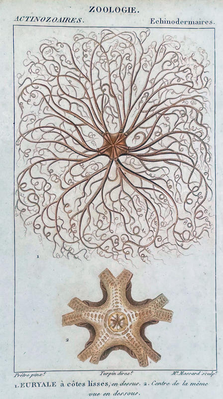 echinoderms