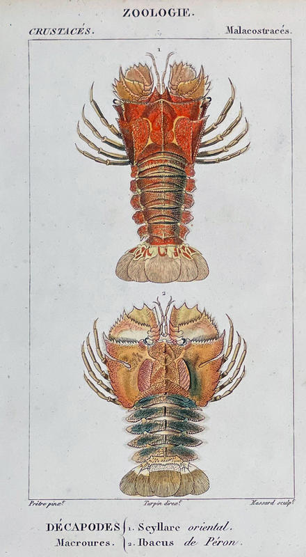 fatlobsters