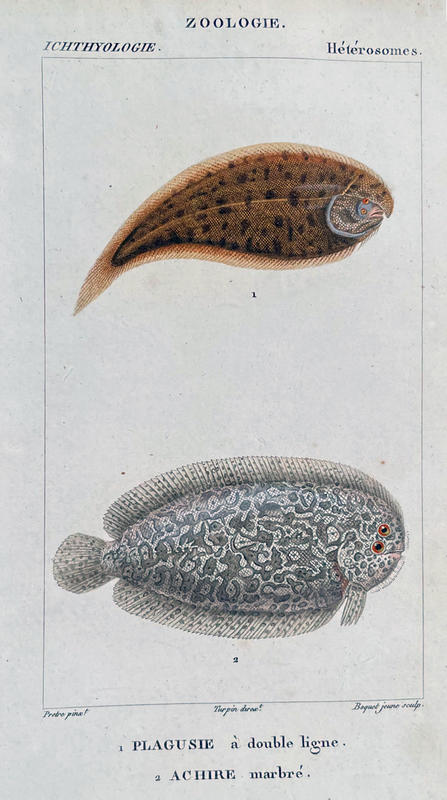 flatfish