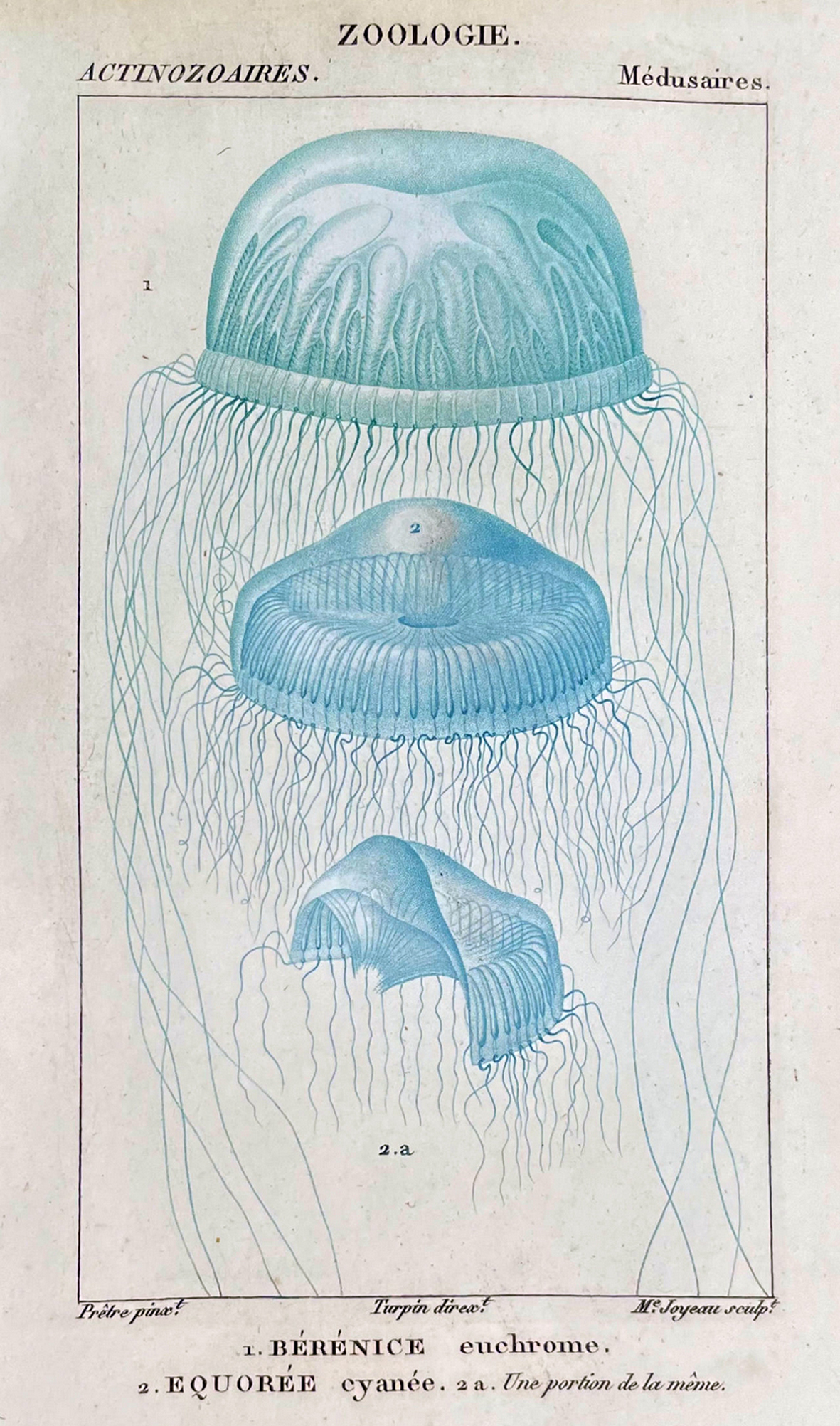 meduses4