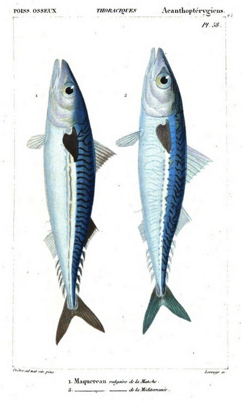 mackeral