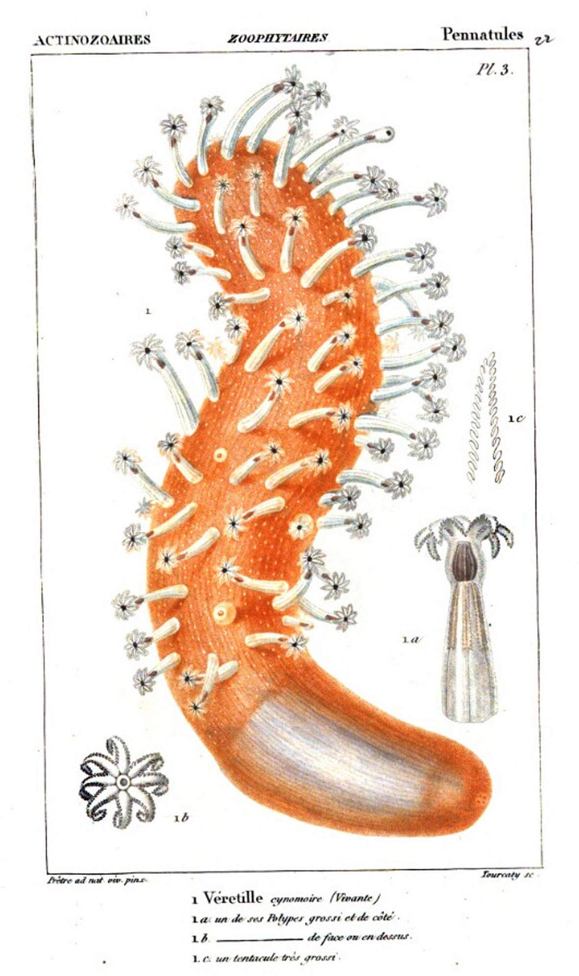 penatuleplate3