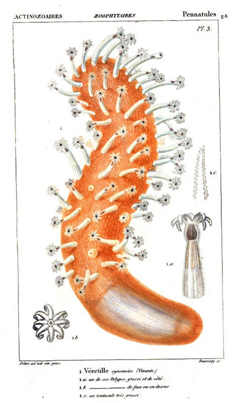 penatuleplate3