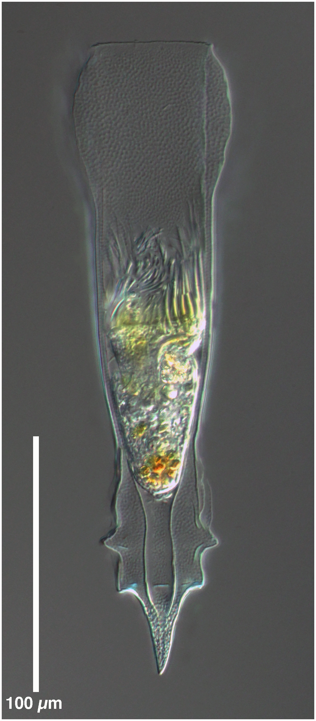 Xystonellopsis paradoxa