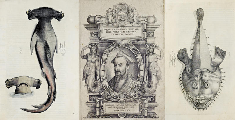 Salviani 1558