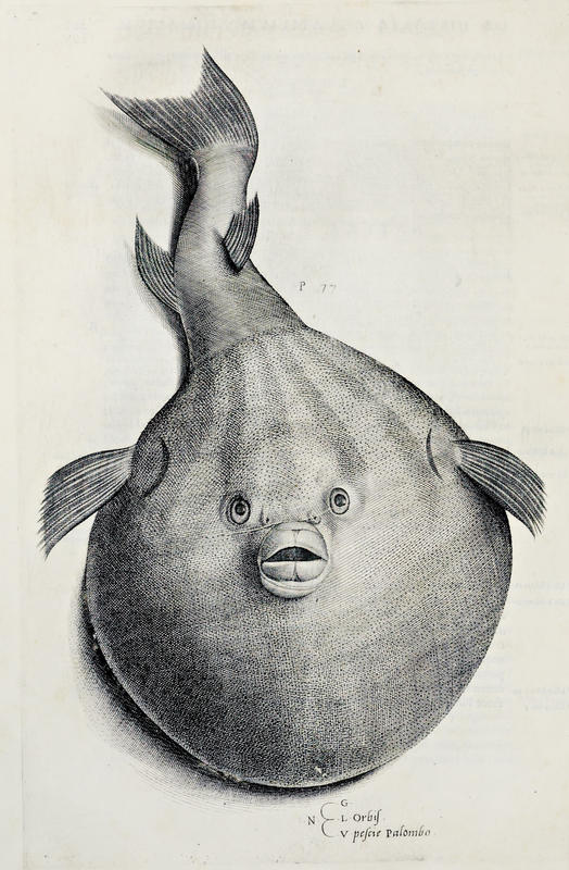 polombofish