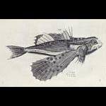 RondineFish