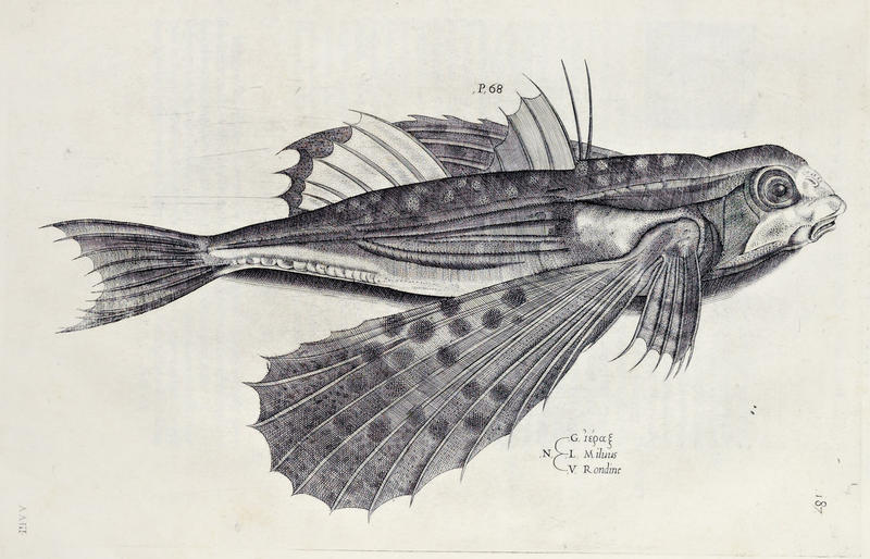 RondineFish