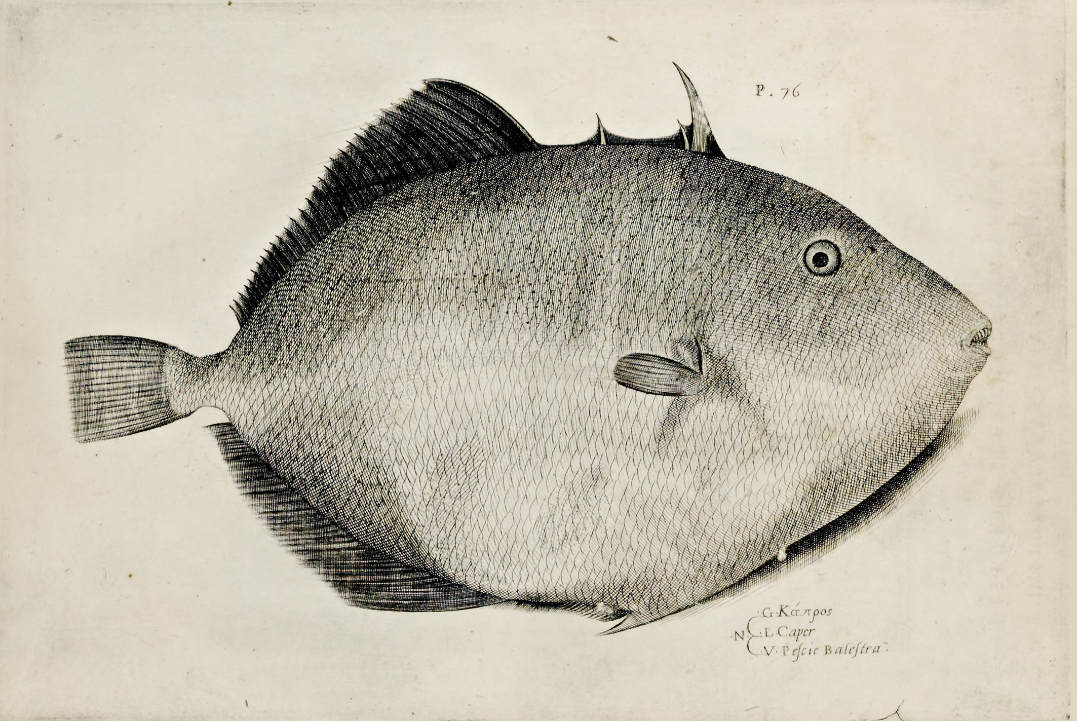 triggerfish