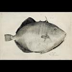 triggerfish