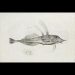 caponefish