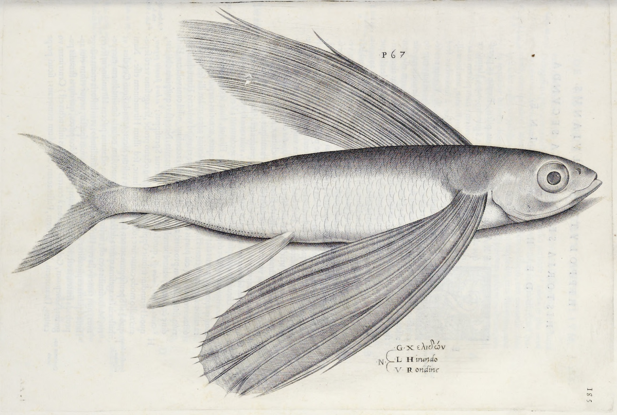 flyingfish