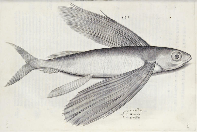 flyingfish