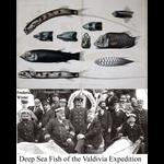 Deep sea fish and crew of the Valdivia