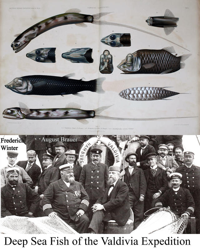Deep sea fish and crew of the Valdivia