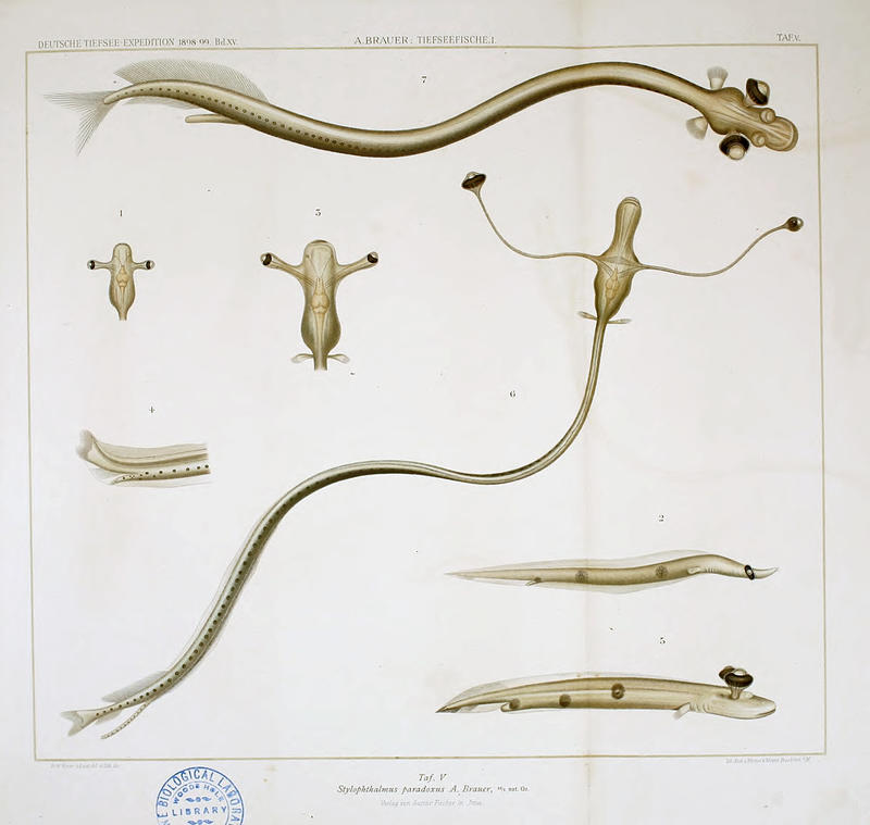 Plate 5