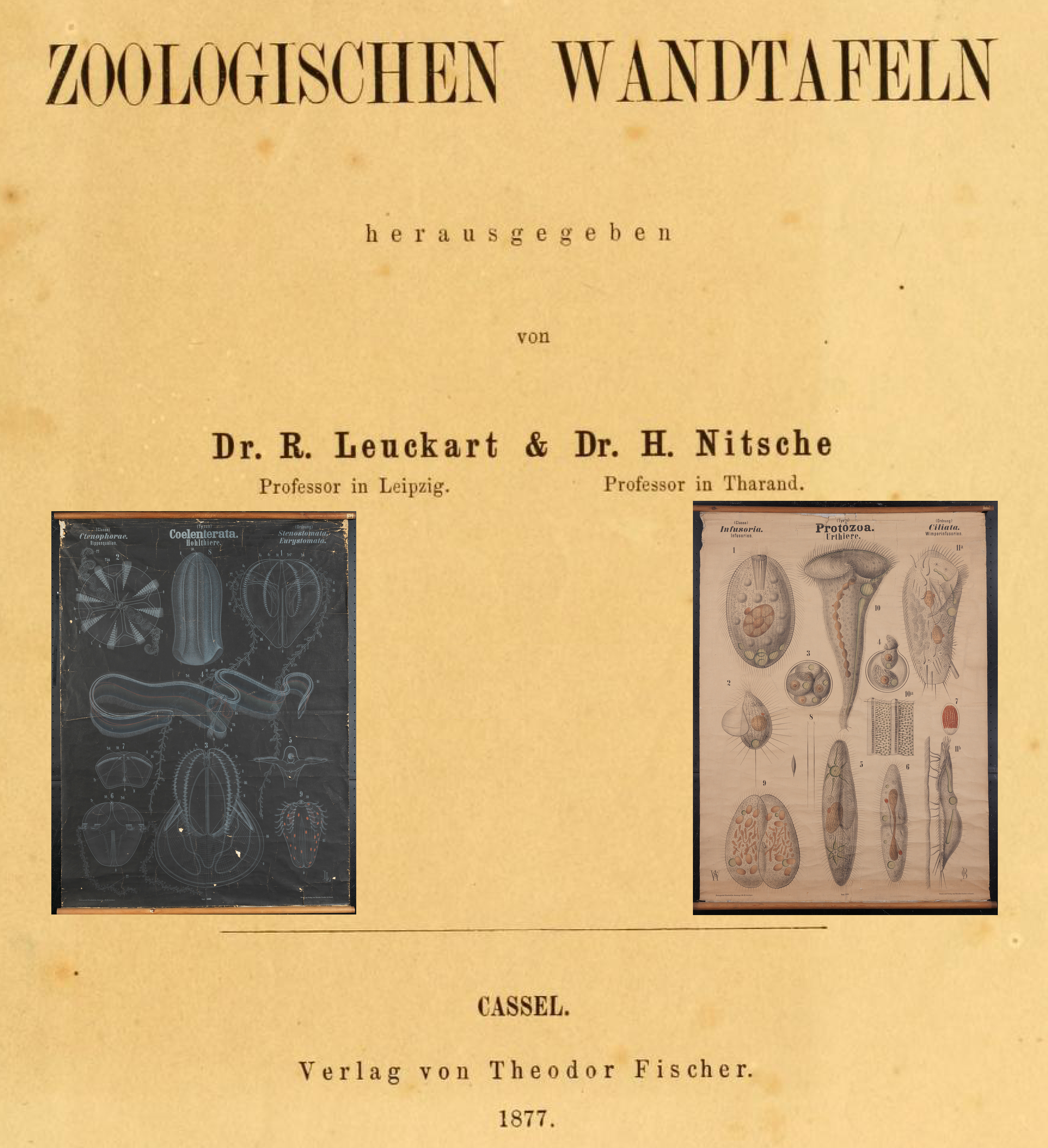 Leuckart's Zoology Wall Charts (actual size 1.4 m tall) from the University of Vienna Collection