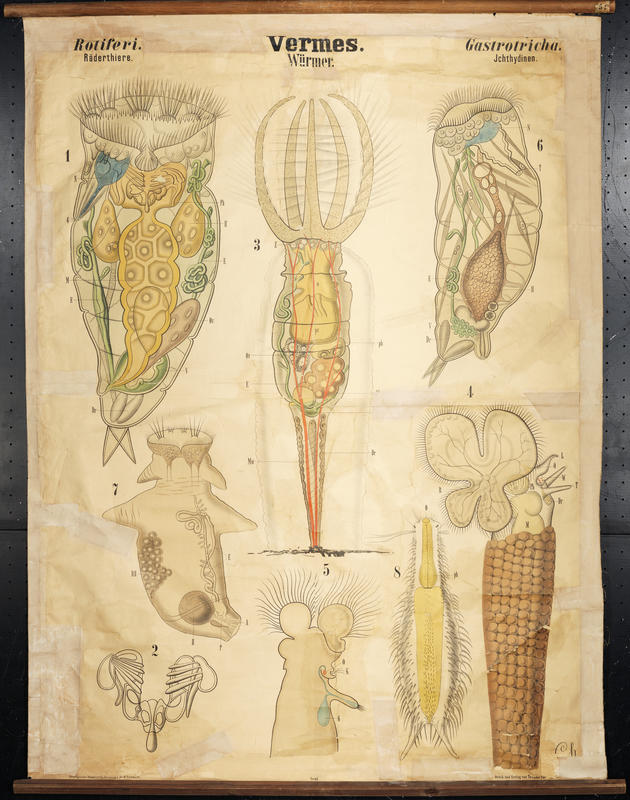 Rotifers Artwork by Carl Chun