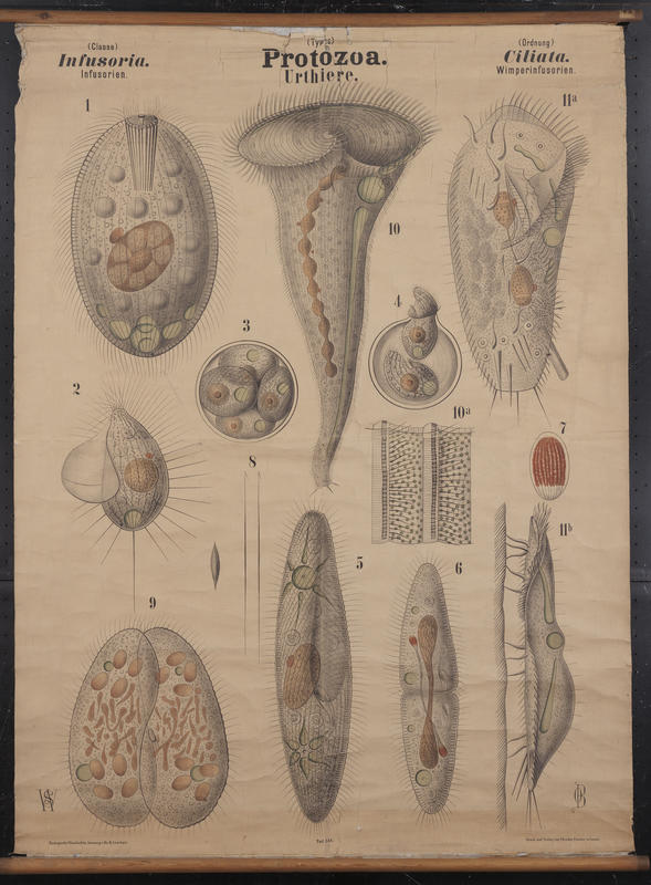 Ciliates Stentor & Co.  Artwork by O. Bütschli and W. Schewiakoff