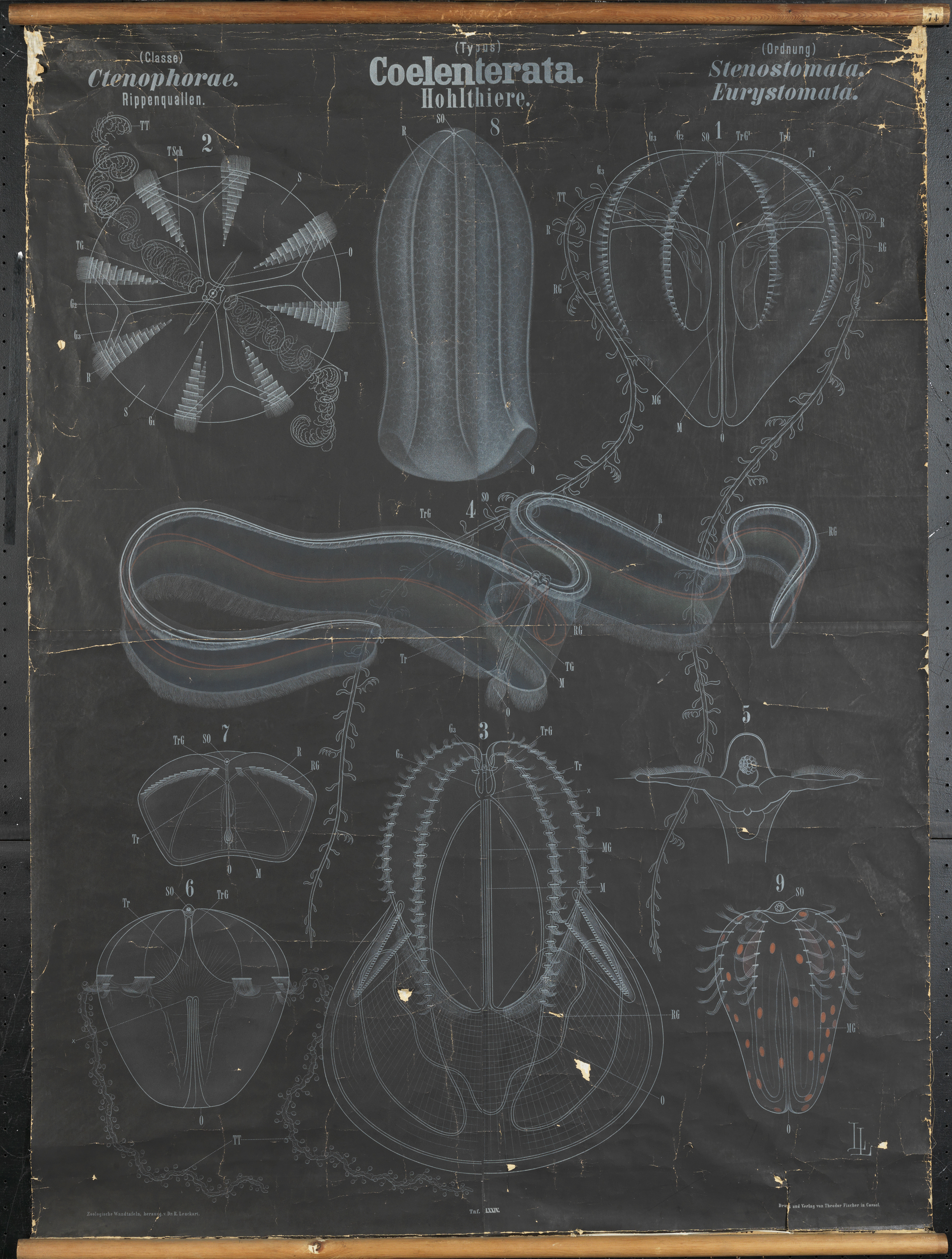 Ctenophores Artwork by Arthur  Looss