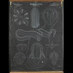 Ctenophores Artwork by Arthur  Looss