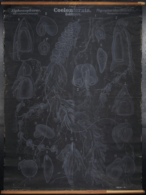 Siphonophores. Artwork by Arthur  Looss