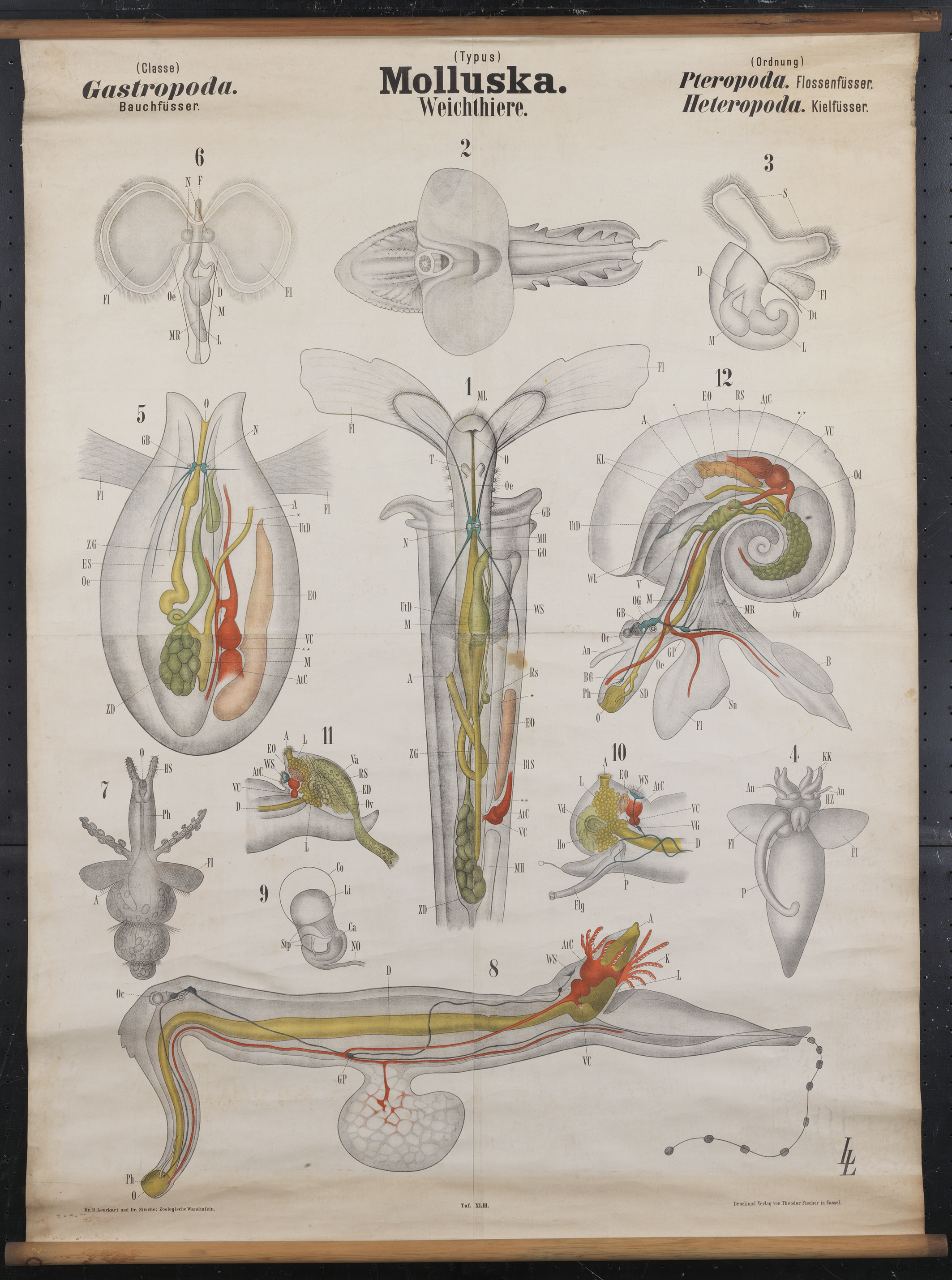 Pteropods & Co. Artwork by Arthur  Looss