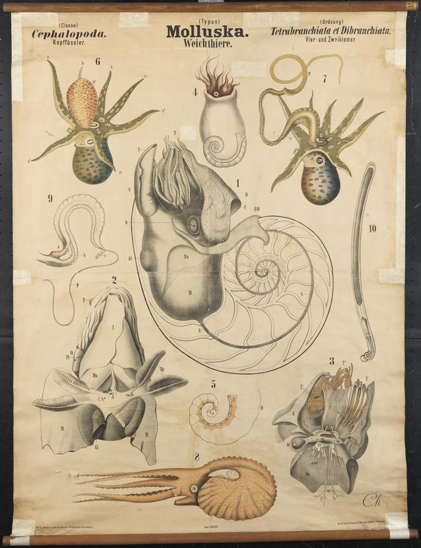 Cephalopods. Artwork by Carl Chun