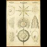 Chart 29 Protozoa, Radiolaria. Artwork by Otto Bütschli