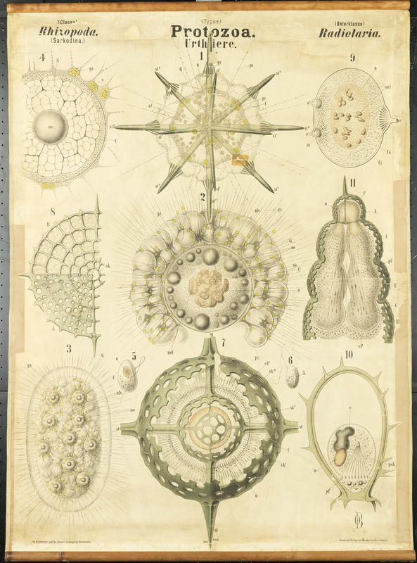 Chart 29 Protozoa, Radiolaria. Artwork by Otto Bütschli